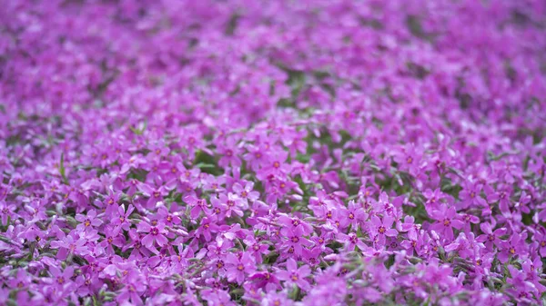 Textura Růžové Květy Phlox Kapkách Deště Pozadí Selektivní Zaměření — Stock fotografie