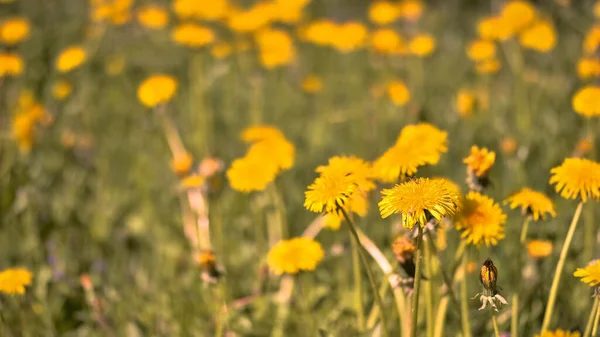 Gele Paardebloemen Close Achtergrond Van Een Zomerweide Achtergrond — Stockfoto