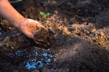 Dişi bir çiftçinin eli, dikmeden önce mavi-beyaz gübre topakları olan bir deliğin üzerinde güneş ışığında yeşil bir filiz tutar. Geçmişi. Boşluğu kopyala. Seçici odak.