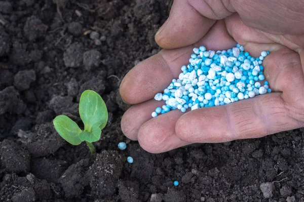 Man Hand Farmer Close Pours Blue White Fertilizer Pellets Hole — Stock Photo, Image