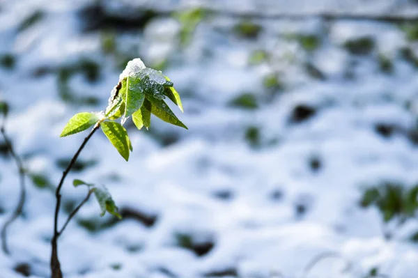 Der Grüne Austrieb Der Vogelkirsche Ist Bei Unerwarteten Niederschlägen Frühjahr — Stockfoto