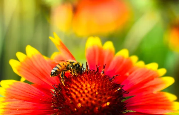 Размытые Мягкие Линзы Пчела Пыльце Крупным Планом Цветочной Гайардии Ярко — стоковое фото