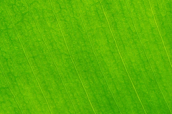 Organic Green Leaf Texture Close Background Selective Focus Top Frame — Stock Photo, Image