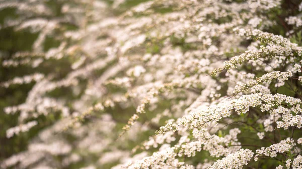 Měkkém Světle Jarního Jitra Kvetou Keře Spirey Malých Bílých Květinách — Stock fotografie