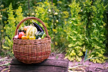 Kabak, patlıcan, salatalık, soğan, sarımsak, kırmızı ve yeşil domatesli hasır sepeti yeşil marul ve domates çalılarının olduğu bir bahçenin arka planında. Arkaplan.