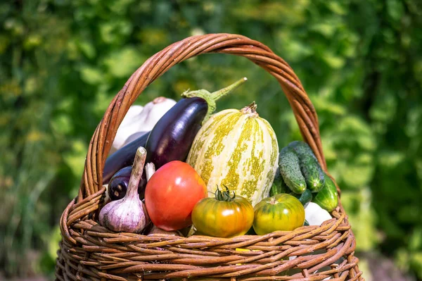 Primo Piano Vimini Con Zucchine Melanzane Cetrioli Cipolle Aglio Pomodori — Foto Stock