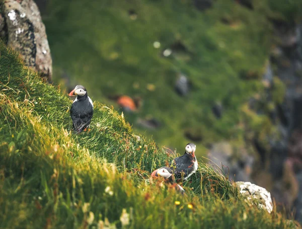 Atlantik martısı veya Fratercula arktika, Mykines, Faroe Adaları 'nda uçuyor. — Stok fotoğraf