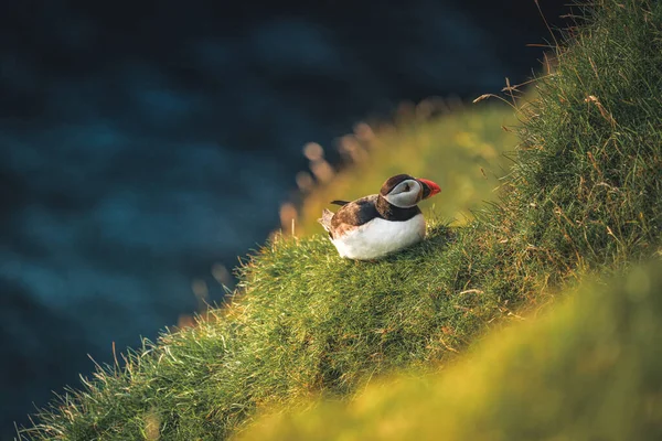 Puffin atlantycki lub Puffin pospolity, Fratercula arctica, w locie na Mykines, Wyspy Owcze — Zdjęcie stockowe