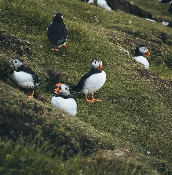 大西洋パフィン鳥や一般的なパフィンの海の青の背景。フラタルカ・アルシカ。北大西洋のフェロー諸島で撮影. — ストック写真