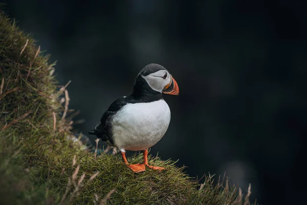 Atlantische papegaaiduiker of gewone papegaaiduiker in oceaanblauwe achtergrond. Fratercula arctica. Neergeschoten op de Faeröer eilanden in Noord Atlantische Oceaan. — Stockfoto