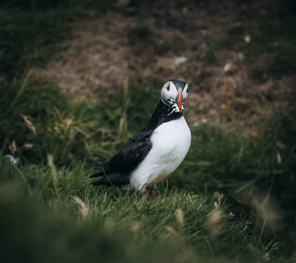 Macareux Fratercula arctica avec un bec rempli d'anguilles et de harengs en route vers son terrier de nidification dans une colonie de reproduction — Photo