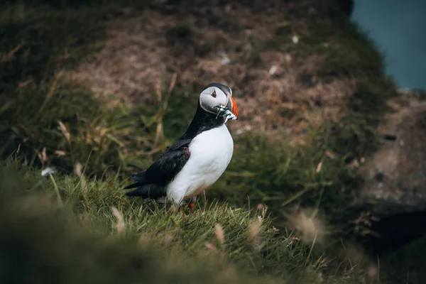 Puffin Fratercula arktika arı dolu yılanbalığı ve ringa balıklarıyla üreme kolonisindeki yuvalarına doğru yol alıyor. — Stok fotoğraf