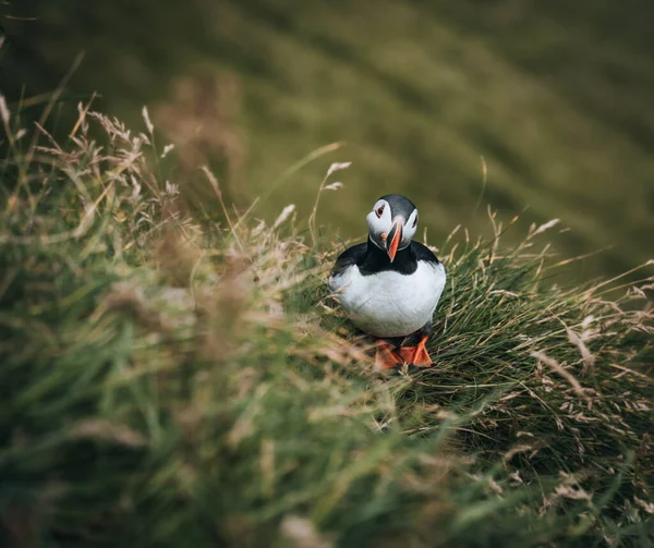 Puffin atlantycki lub Puffin pospolity, Fratercula arctica, w locie na Mykines, Wyspy Owcze — Zdjęcie stockowe