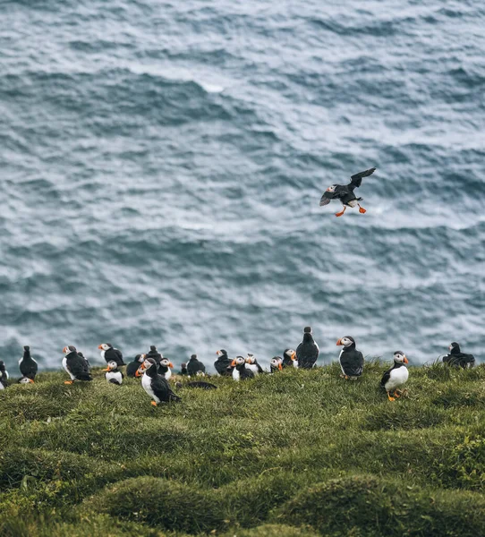 Atlantic Puffin or Common Puffin, Fratercula arctica, in flight on Mykines, Flee Islands — стоковое фото