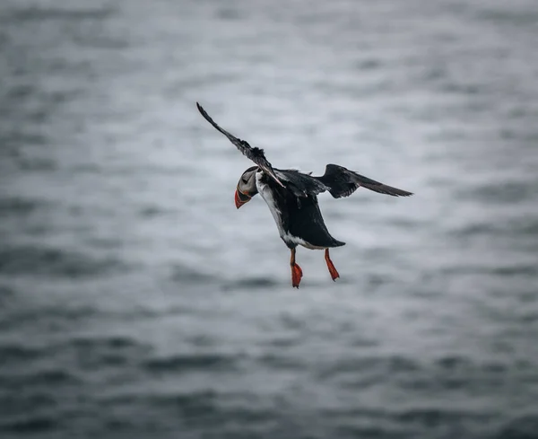 Atlantik martısı veya Fratercula arktika, Mykines, Faroe Adaları 'nda uçuyor. — Stok fotoğraf