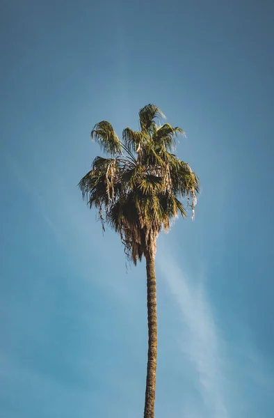 Singola palma isolata su sfondo cielo blu chiaro. Tempo soleggiato con nuvole chiare sullo sfondo. Preso a Marrakech, Marocco. — Foto Stock