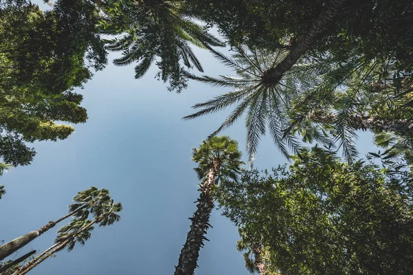 Palmeira única isolada em fundo céu azul claro. Tempo de sol com nuvens de luz no fundo. Tomado em Marrakech, Marrocos. — Fotografia de Stock