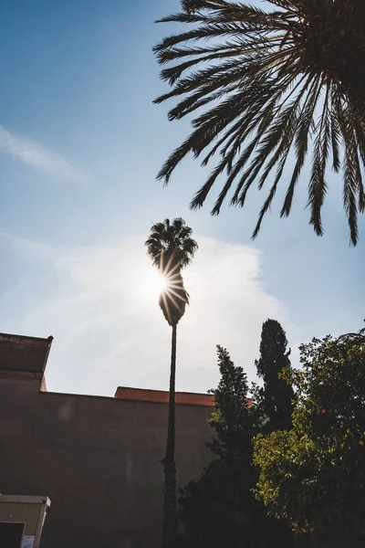 Singola palma isolata su sfondo cielo blu chiaro. Tempo soleggiato con nuvole chiare sullo sfondo. Preso a Marrakech, Marocco. — Foto Stock