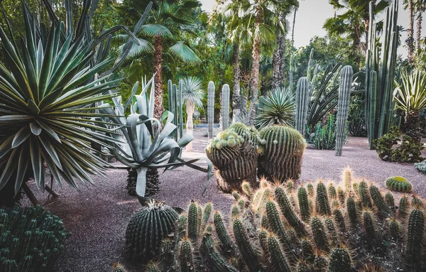 Le Jardin Majorelle Jardin Majorelle, le célèbre jardin botanique tropical de Marrakech, Maroc, Afrique. Variétés de plantes de cactus et de palmiers dans le beau jardin orientaliste. — Photo