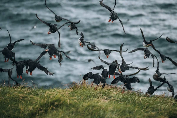 Puffin Atlântico ou Puffin Comum, Fratercula arctica, em voo em Mykines, Ilhas Faroé — Fotografia de Stock
