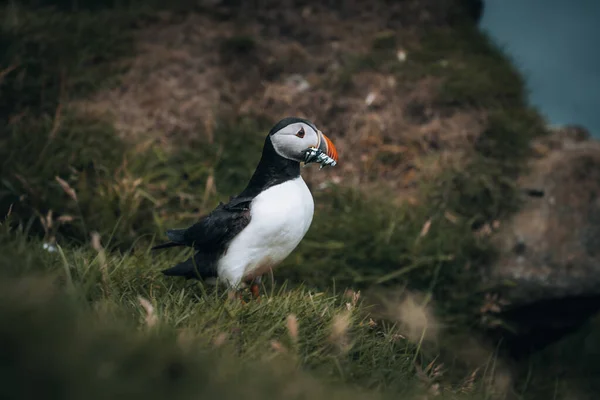 Puffin Fratercula arctica with beek full of eels and herring fish on its way to nesting burrow in breeding colony — Stock Photo, Image