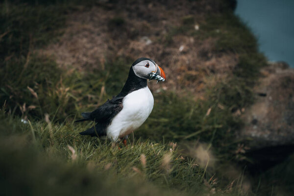Puffin Fratercula arctica with beek full of eels and herring fish on its way to nesting burrow in breeding colony