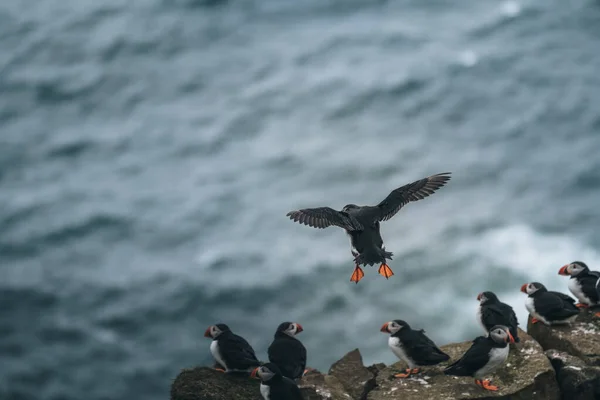 Atlantic Puffin or Common Puffin, Fratercula arctica, in flight on Mykines, Flee Islands — стоковое фото