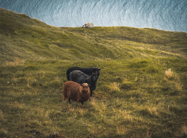 Ovinos com lã em pé na colina ou no topo da montanha com grama verde e pedras no fundo azul do céu nublado nas Ilhas Faroé — Fotografia de Stock