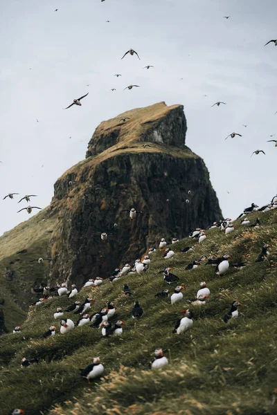 Kuzey Atlantik Okyanusu 'ndaki Faroe Adaları' nın bir parçası olan Mykines Adası 'ndaki martiniler.. — Stok fotoğraf