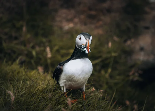 Puffin Fratercula arctica z beekiem pełnym węgorzy i śledzi w drodze do gniazdowania nory w kolonii hodowlanej — Zdjęcie stockowe