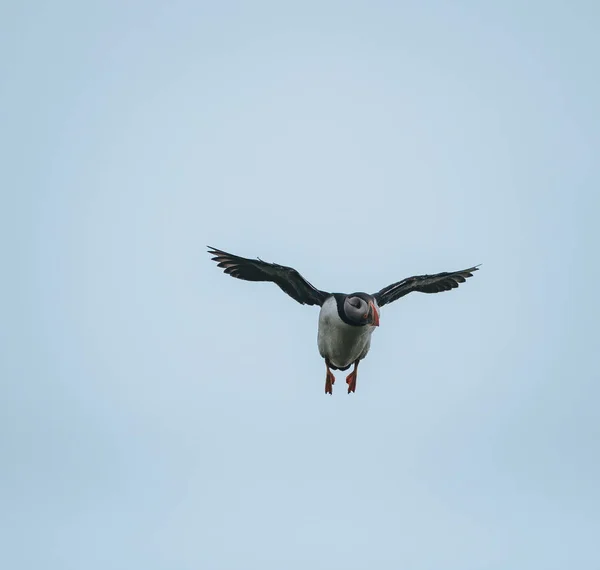 Atlantic Puffin or Common Puffin, Fratercula arctica, in flight on Mykines, Flee Islands — стоковое фото