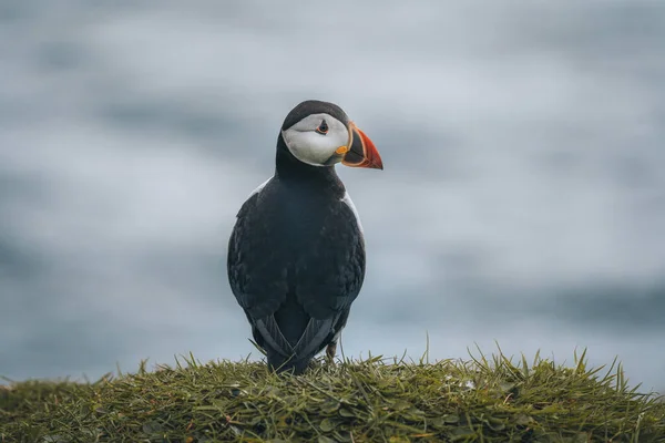 Atlantic Puffins fågel eller vanlig Puffin i havsblå bakgrund. Fratercula arctica. Skott på Färöarna i Nordatlanten. — Stockfoto