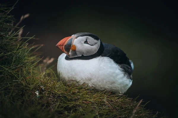 Atlantic Puffins bird or common Puffin in ocean blue background. Fratercula arctica. Shot in Faroe Islands in North Atlantic.