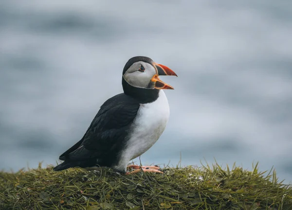 Atlantic Puffins bird or common Puffin in ocean blue background. Fratercula arctica. Shot in Faroe Islands in North Atlantic.