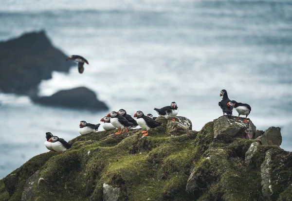 Atlantik martısı veya Fratercula arktika, Mykines, Faroe Adaları 'nda uçuyor. — Stok fotoğraf