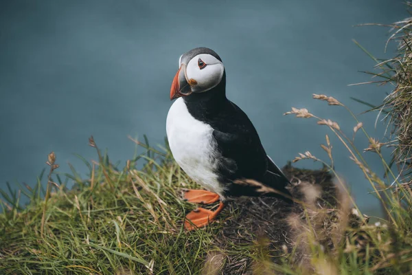 大西洋パフィン（英: Atlantic PuffinまたはCommon Puffin, Fratercula arctica, in flight on Mykines, Faroe Islands） — ストック写真