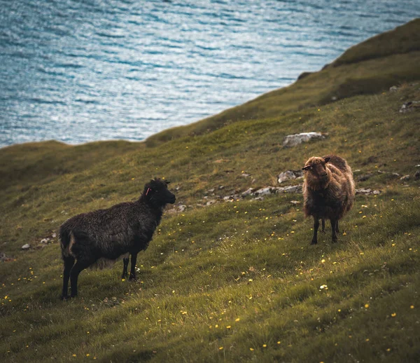 Får djur med ull stående på kulle eller bergstopp med grönt gräs och stenar på blå molnig himmel bakgrund i Färöarna — Stockfoto