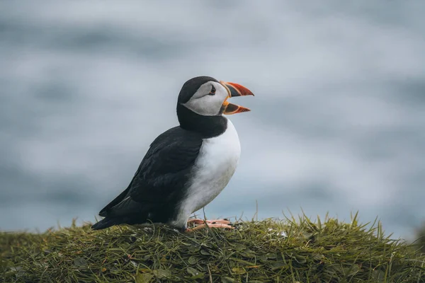 Atlantic Puffins pássaro ou comum Puffin em fundo azul oceano. Fratercula arctica. Tiro nas Ilhas Faroé no Atlântico Norte. — Fotografia de Stock