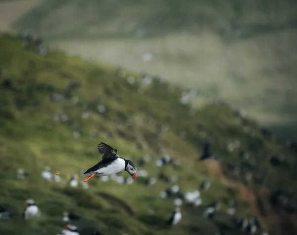 Atlantic Puffin or Common Puffin, Fratercula arctica, in flight on Mykines, Flee Islands — стоковое фото