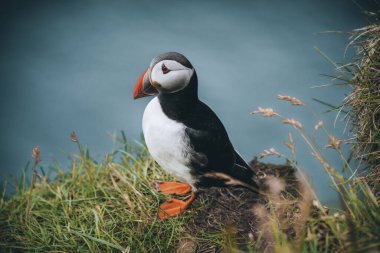 Atlantik martısı veya Fratercula arktika, Mykines, Faroe Adaları 'nda uçuyor.