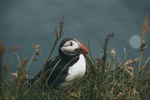 Atlantik martı kuşu ya da okyanus mavisi arka planda bilinen martı. Fratercula arkktika. Kuzey Atlantik 'teki Faroe Adaları' nda çekildi. — Stok fotoğraf