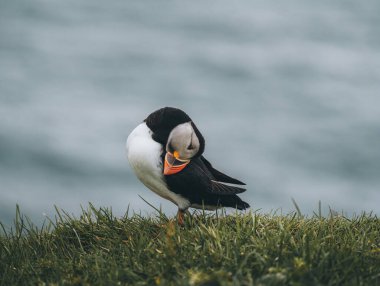 Atlantik martı kuşu ya da okyanus mavisi arka planda bilinen martı. Fratercula arkktika. Kuzey Atlantik 'teki Faroe Adaları' nda çekildi.