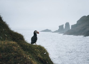 Atlantik martı kuşu ya da okyanus mavisi arka planda bilinen martı. Fratercula arkktika. Kuzey Atlantik 'teki Faroe Adaları' nda çekildi.