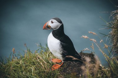 Atlantik martısı veya Fratercula arktika, Mykines, Faroe Adaları 'nda uçuyor.