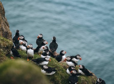 Atlantik martı kuşu ya da okyanus mavisi arka planda bilinen martı. Fratercula arkktika. Kuzey Atlantik 'teki Faroe Adaları' nda çekildi.