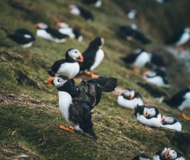 Atlantik martı kuşu ya da okyanus mavisi arka planda bilinen martı. Fratercula arkktika. Kuzey Atlantik 'teki Faroe Adaları' nda çekildi.