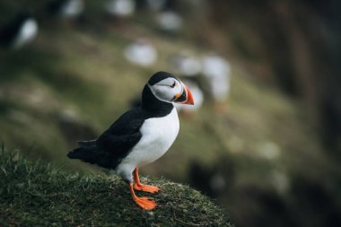 Atlantik martısı veya Fratercula arktika, Mykines, Faroe Adaları 'nda uçuyor.