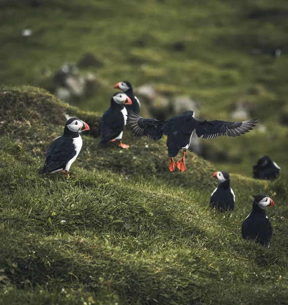 Atlantic Puffin or Common Puffin, Fratercula arctica, in flight on Mykines, Faroe Islands