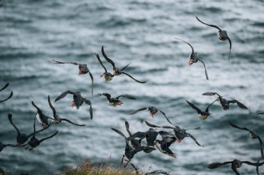 Atlantik martısı veya Fratercula arktika, Mykines, Faroe Adaları 'nda uçuyor.