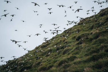 Mykines 'deki panoramik manzara, Faroe Adaları' ndaki bir puffins ailesine odaklanıyor.